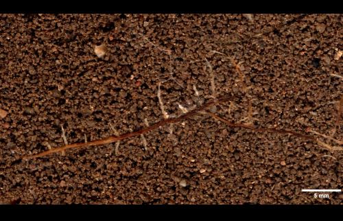 Teaser in situ imaging