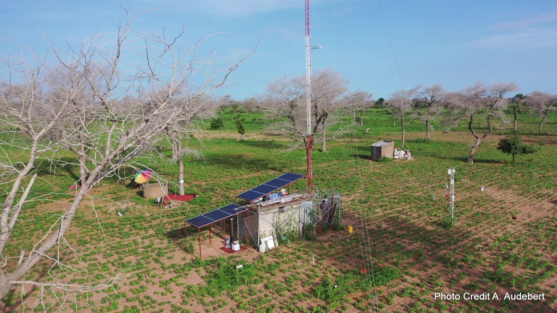 Agroforestry Faidherbia