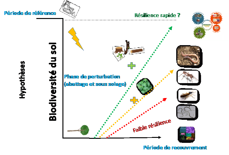 Fertim periode